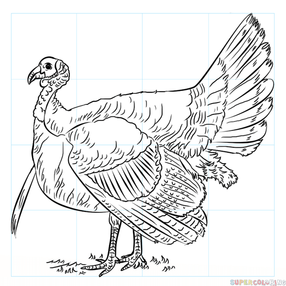 574x575 Photos Drawings Of A Turkey,