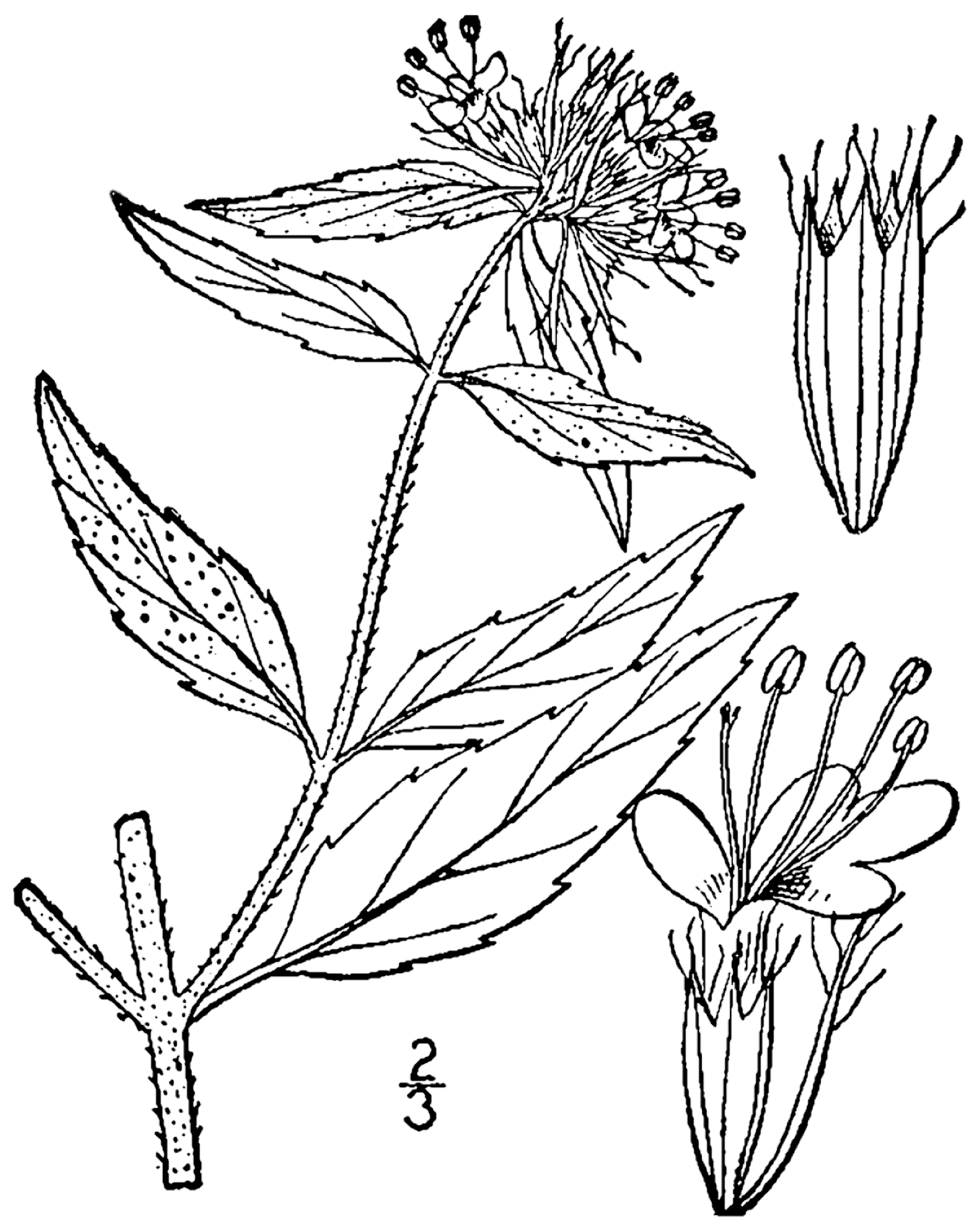 1578x1988 Filepycnanthemum Clinopodioides Drawing 1.png