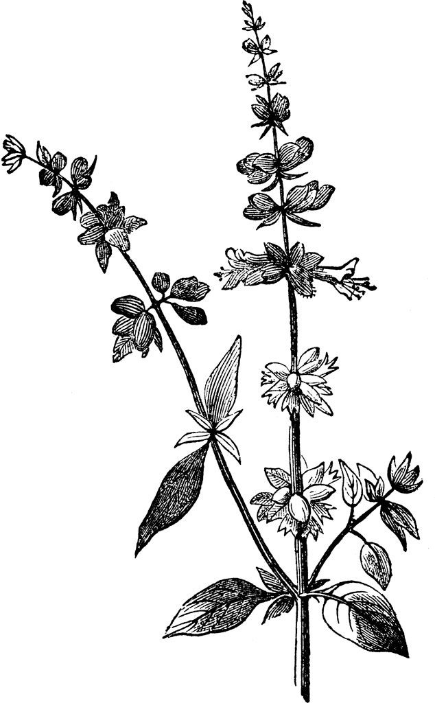 634x1024 Image Result For Tulsi Drawing Nomadic Thai Basil