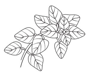 300x263 Basil Westbury Community Garden