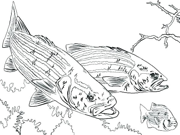Bass Boat Drawing at GetDrawings | Free download