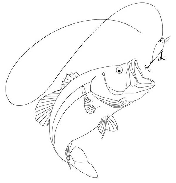 600x623 Drawing Of A Largemouth Bass On Behance