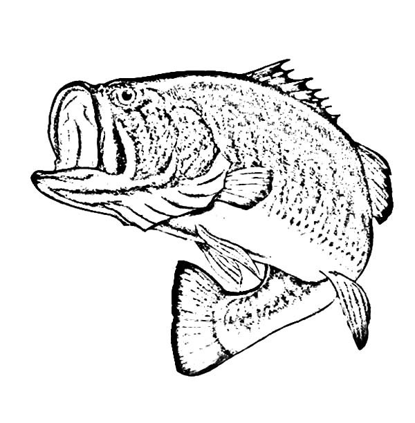 600x612 Bass Fish, Sketch Of Bass Fish Coloring Pages Fish