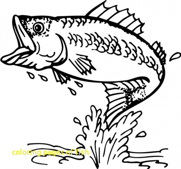 610x570 Coloring Pages Of Fish With Bass Fish Coloring Pages Animals