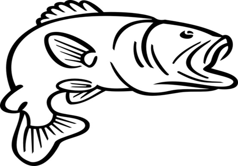 Bass Fish Drawing at GetDrawings | Free download
