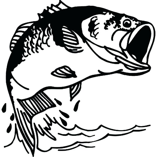 Bass Fishing Drawing at GetDrawings | Free download