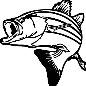 300x300 Texas Largemouth Bass Fish Coloring Pages Best Place To Color