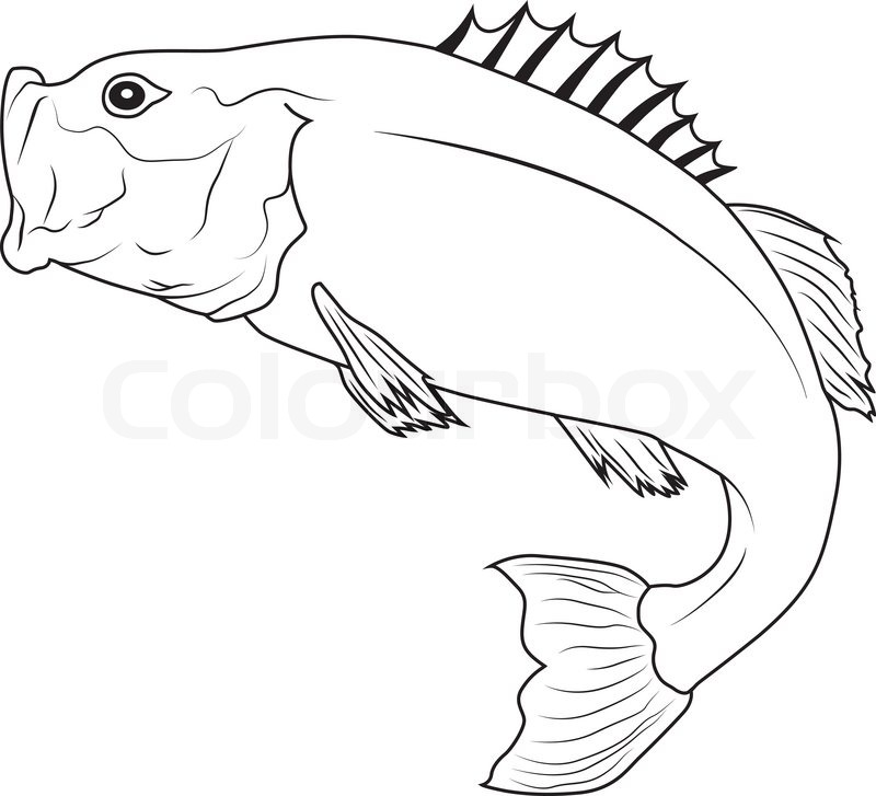 800x727 Jumping Fish Stock Vector Colourbox