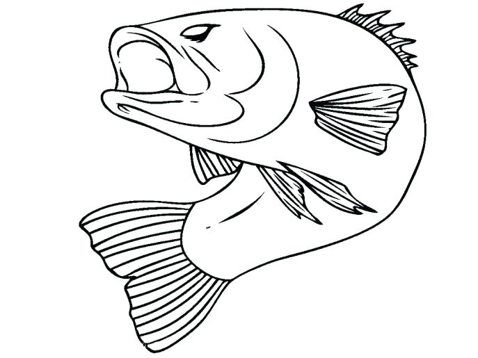 687x515 Realistic Fish Coloring Pages Realistic Fish Coloring Pages Medium