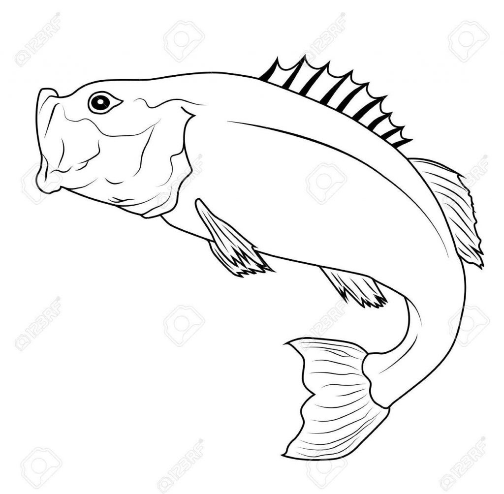 1024x1004 Unique Best Jumping Bass Fish Outline Illustration Stock Vector