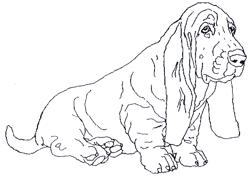 505x356 Basset Hound Page