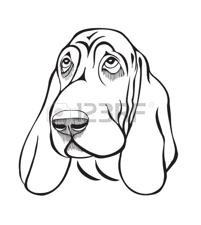 402x450 Basset Hound Stock Photos. Royalty Free Business Images
