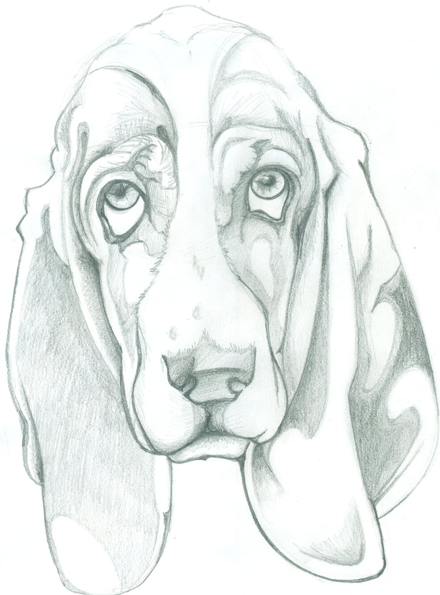 900x1218 Basset Hound By Mauesli