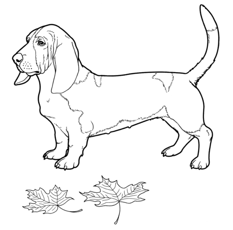 480x475 Basset Hound Coloring Page Adult Coloring Pages