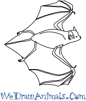 300x350 How To Draw A Big Brown Bat