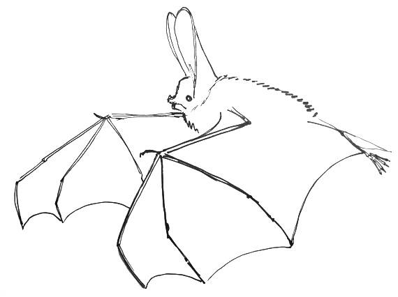 570x426 How To Draw A Bat