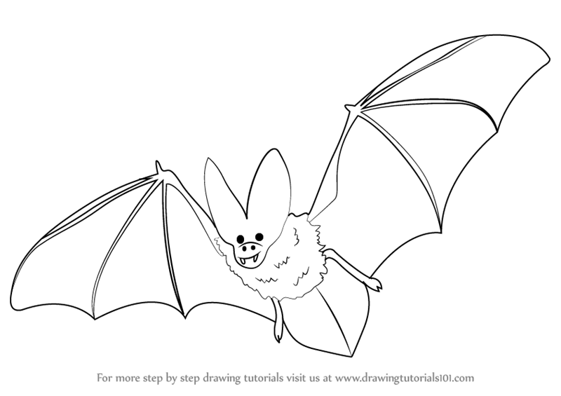 800x565 Learn How To Draw A Bat (Birds) Step By Step Drawing Tutorials