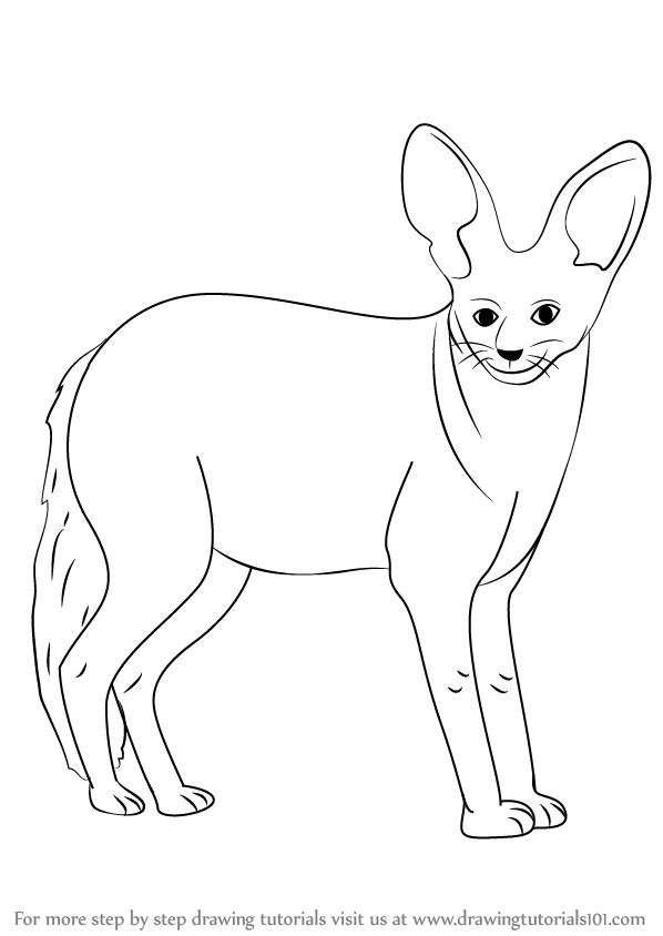 598x844 Learn How To Draw A Bat Eared Fox (Wild Animals) Step By Step