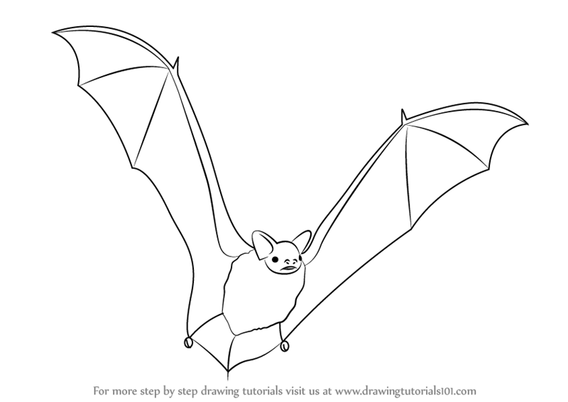 800x566 Learn How To Draw A Big Brown Bat (Other Animals) Step By Step