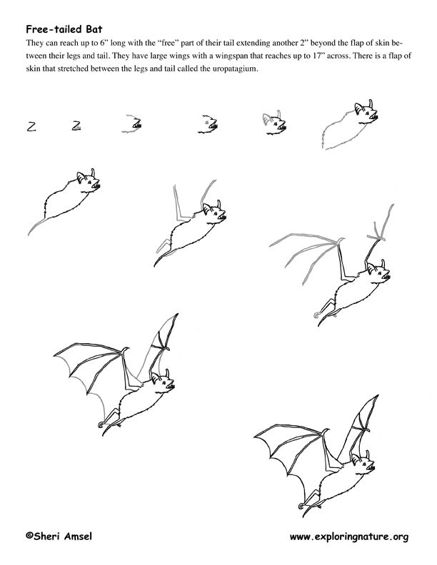 612x792 Raccoons Drawing Sketches Bat Freetail Drawing72dpi.jpg Second