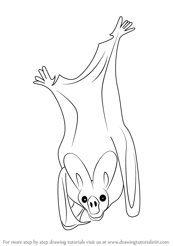 594x844 How To Draw A Greater False Vampire Bat Printable Step By Step