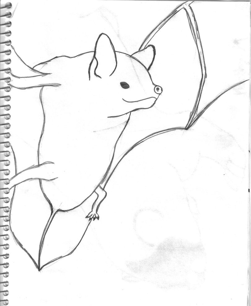 810x986 Bat Sketch By The Demon Ferret
