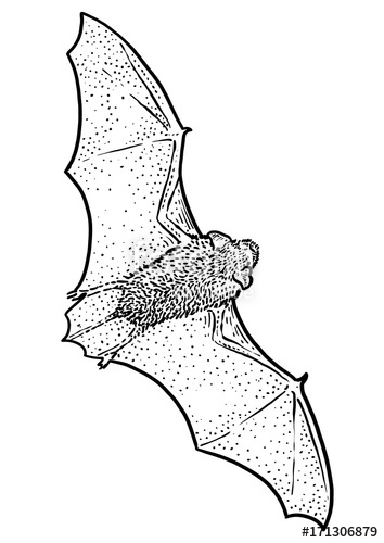 354x500 Bat Illustration, Drawing, Engraving, Ink, Line Art, Vector Stock