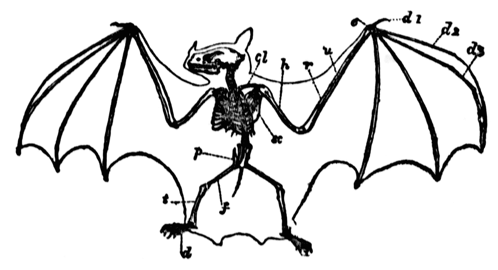 1024x557 New Outline Skeleton Bat Tattoo Sample
