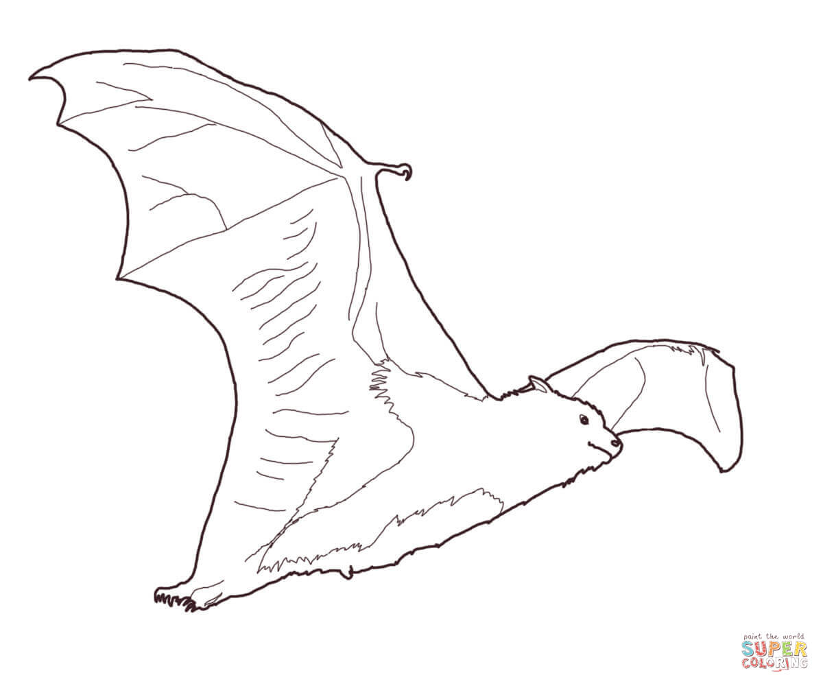 1200x1000 Fruit Bat Coloring Page Free Printable Coloring Pages