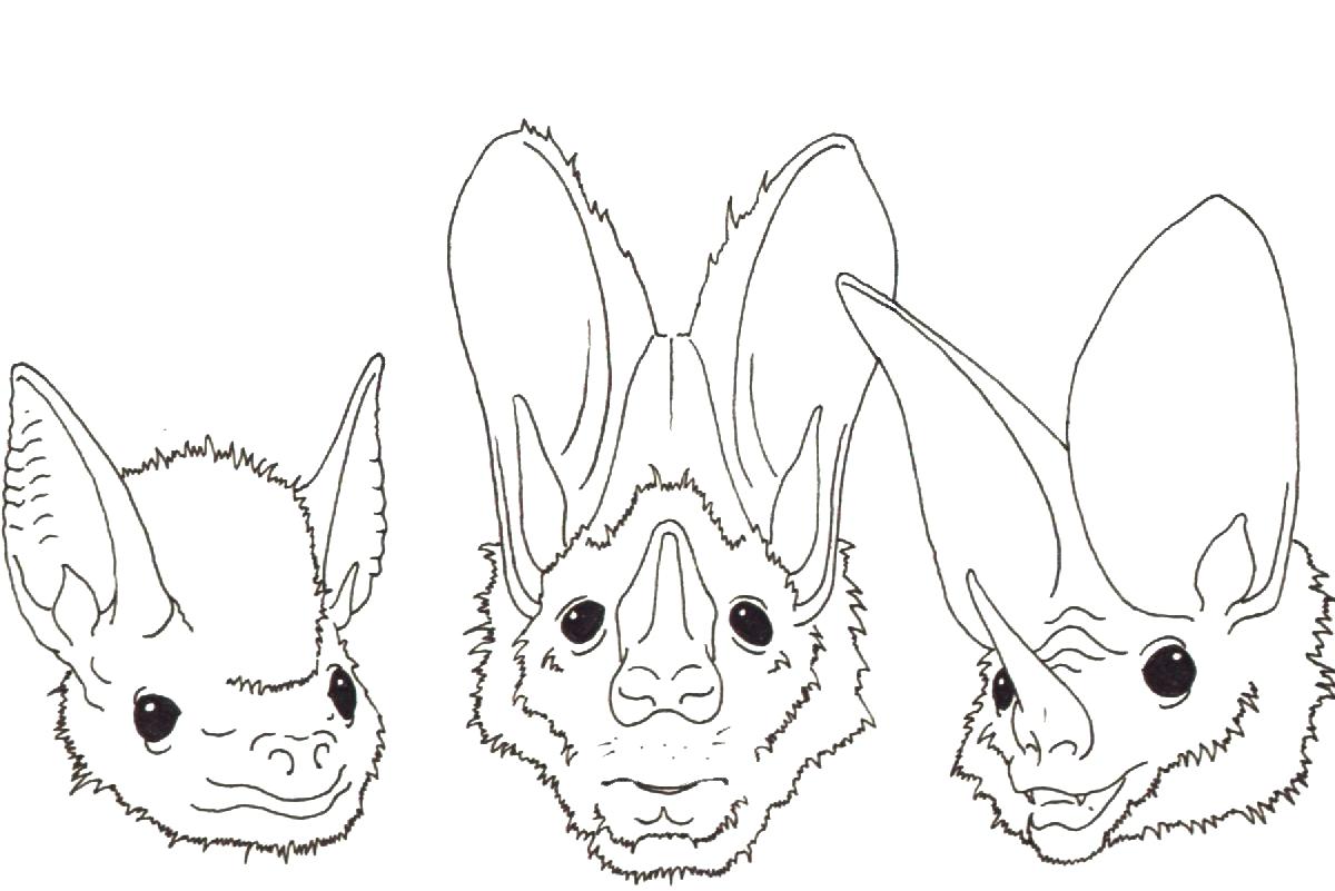 1200x801 Pin Bat Outline 2 52 Fascinating Of A Butterfly Drawing Butterfly