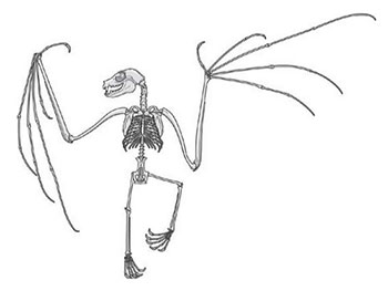 350x263 Darwin Is Watching Quality Digest