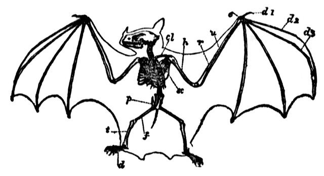 640x348 Horseshoe Bat Clipart Etc