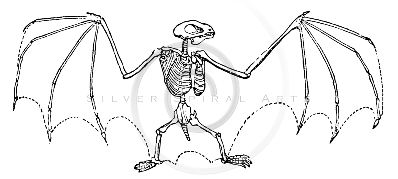 1280x575 Royalty Free Stock Vintage Illustrations Photo Keywords Bat