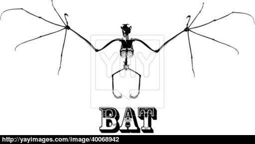 512x290 Bat Skeleton Vector