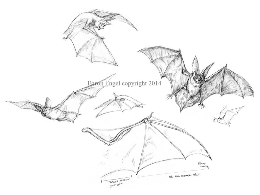 1024x768 Bat Studies By Baron Engel