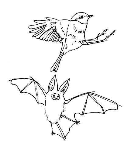 431x500 Drawing By Elina Holley Bats, Drawing Sketches And Sketches