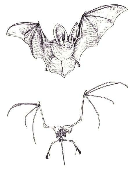 458x578 Bat Vs Skeleton Why Evolution Is True