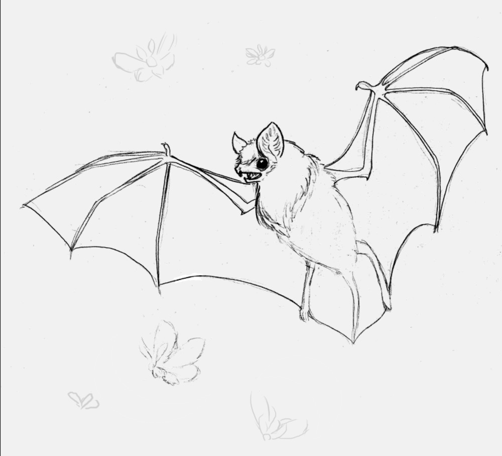 1000x908 Bat [Sketch] By Julia Vysotskaya (Hochulia), From The Series