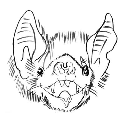 400x377 How To Draw Bat Head And Face
