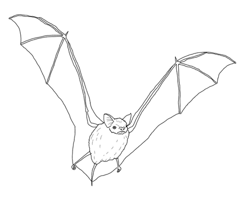 480x417 Big Brown Bat Coloring Page Free Printable Coloring Pages