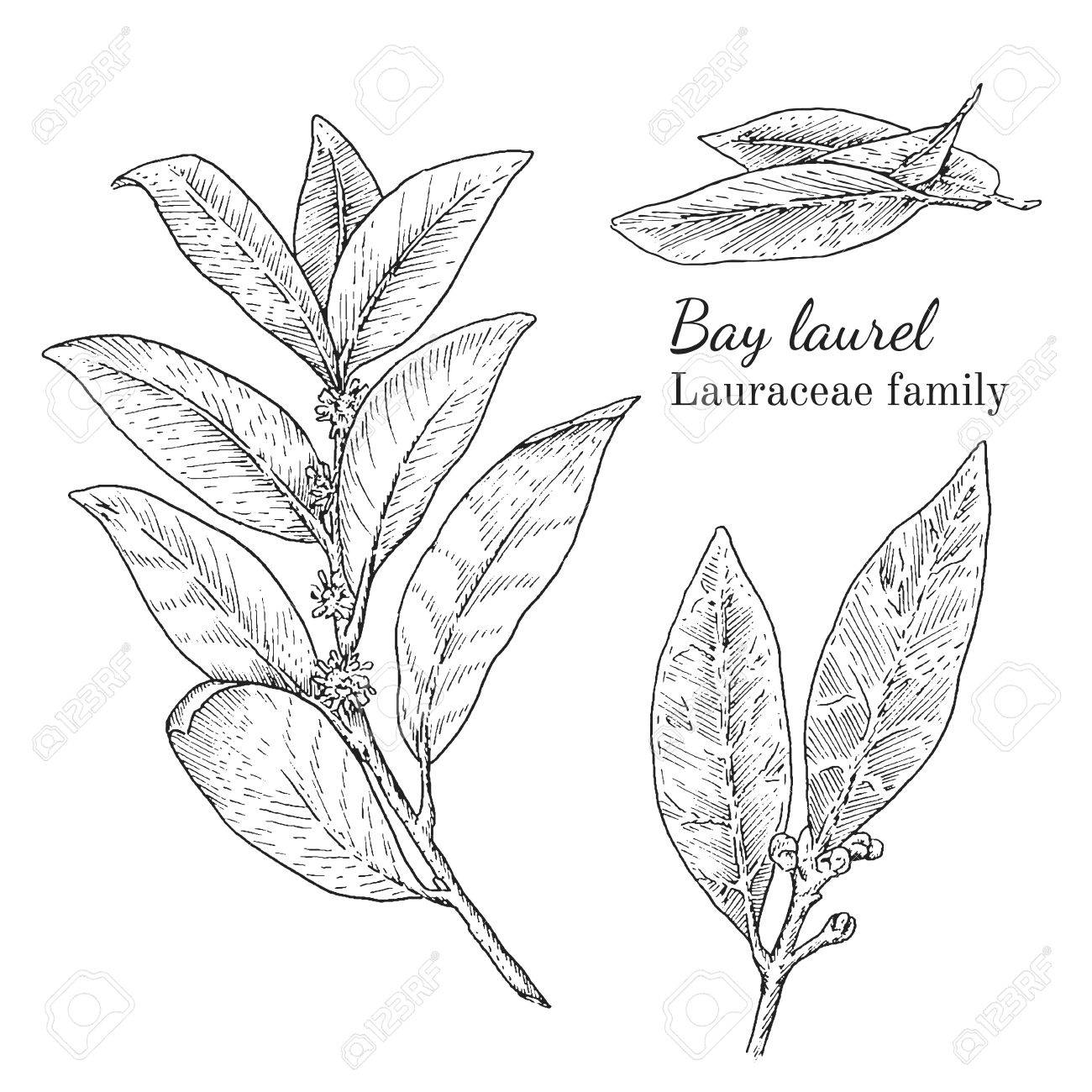 1300x1300 Ink Bay Laurel Herbal Illustration. Hand Drawn Botanical Sketch