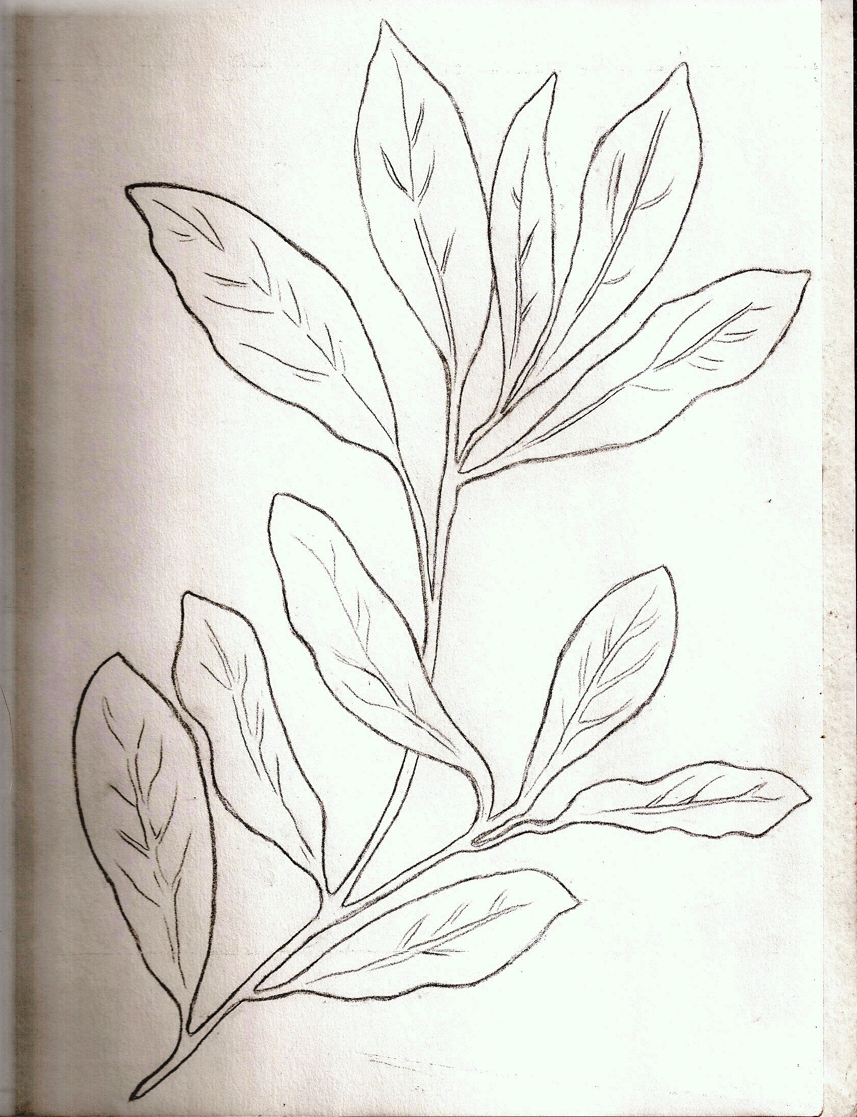 1680x2188 Large Bay Leaf Make It Yourself Maven