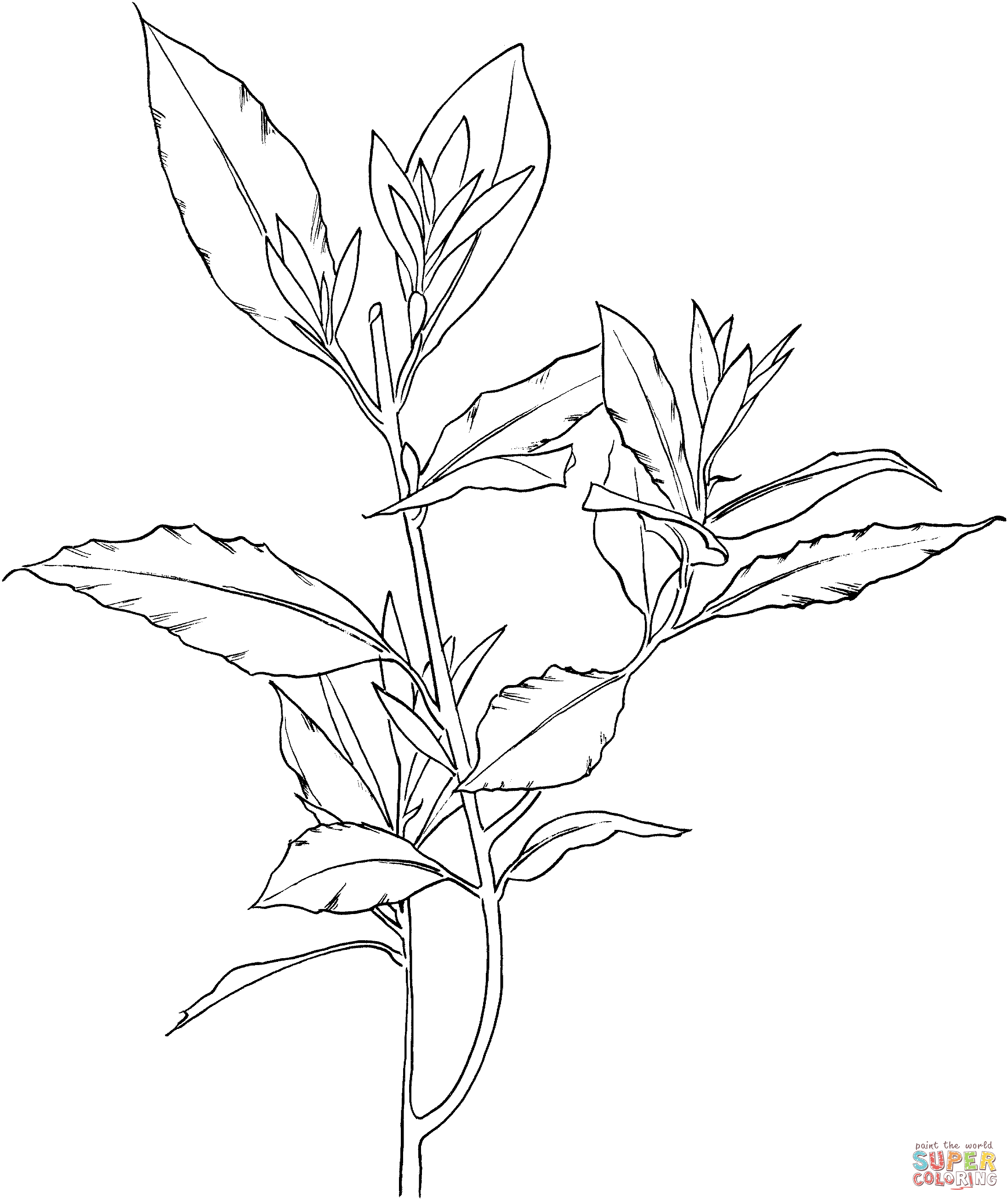 2193x2610 Laurus Nobilis Or Bay Laurel Super Coloring Drawing Flowers