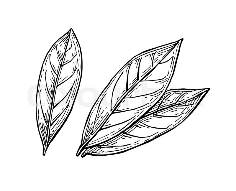 800x648 Bay Leaves Ink Sketch. Isolated On White Background. Hand Drawn