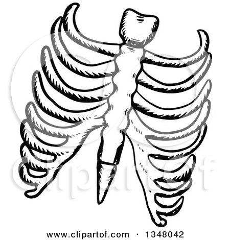 450x470 Clipart Of Black And White Sketched Ribs