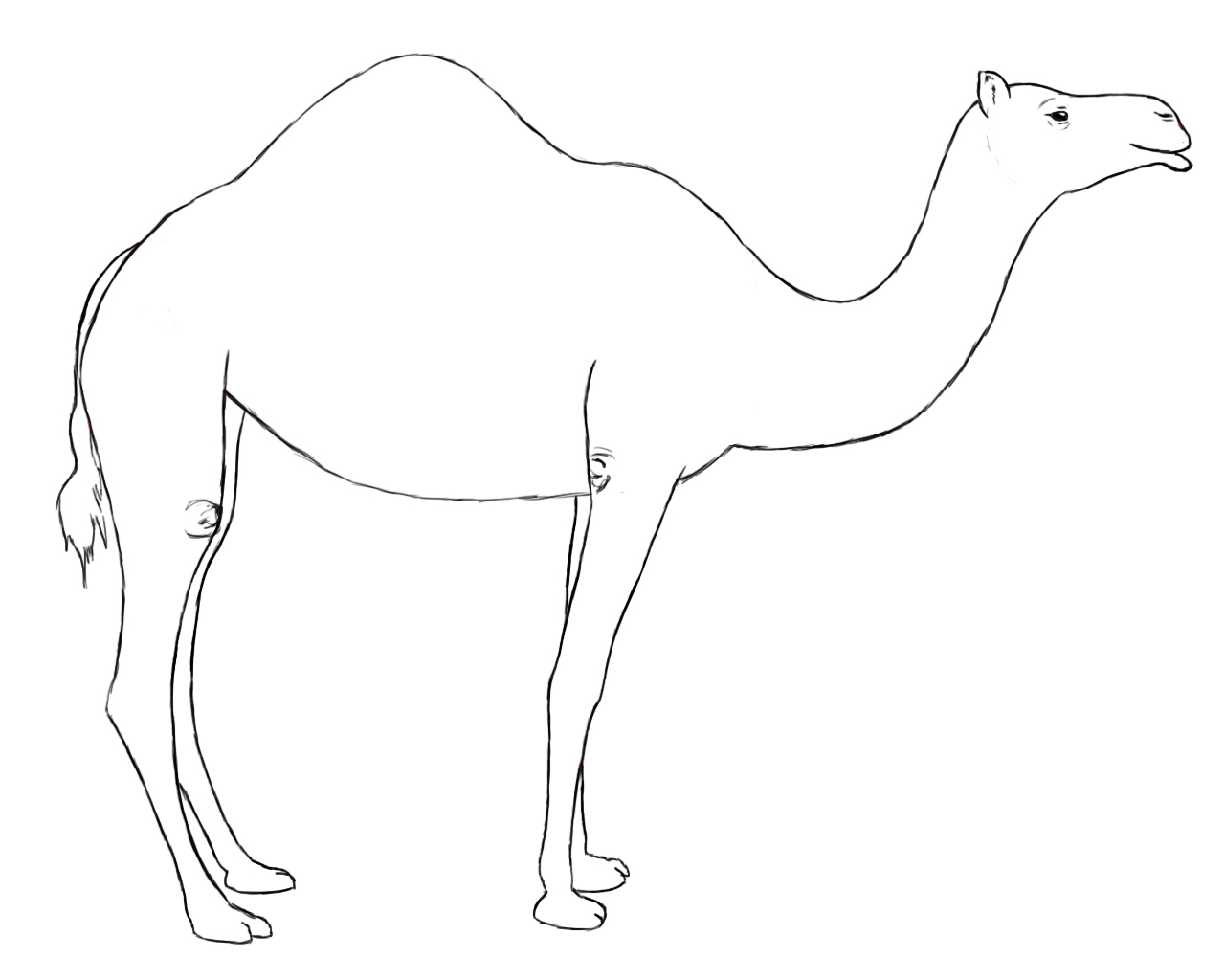 1280x1024 How To Draw A Camel Camels, Tutorials And Drawings