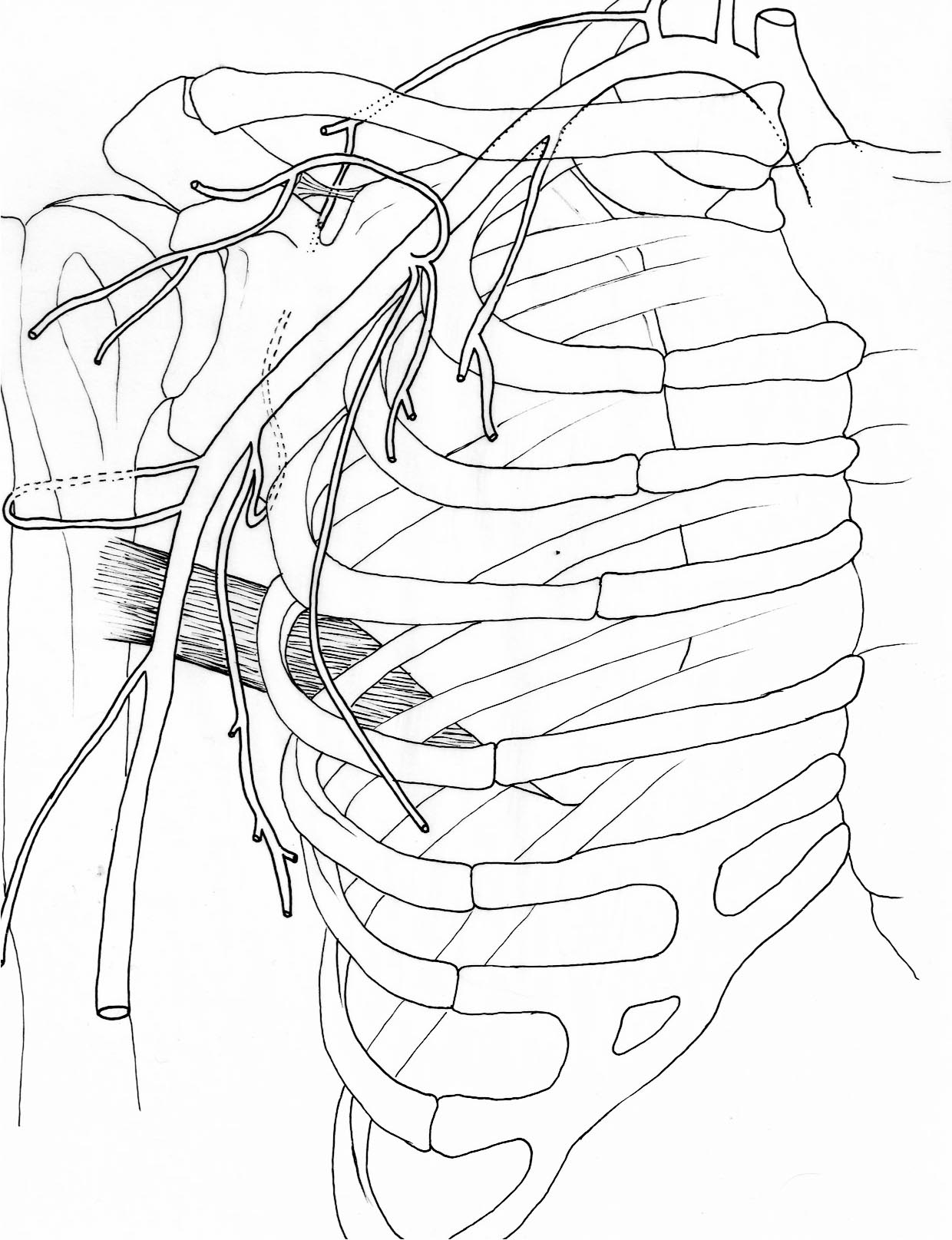 1240x1615 Scientific Illustration Rebecca Flannigan