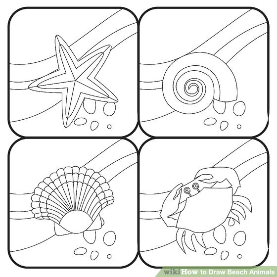 560x560 How To Draw Beach Animals 13 Steps (With Pictures)