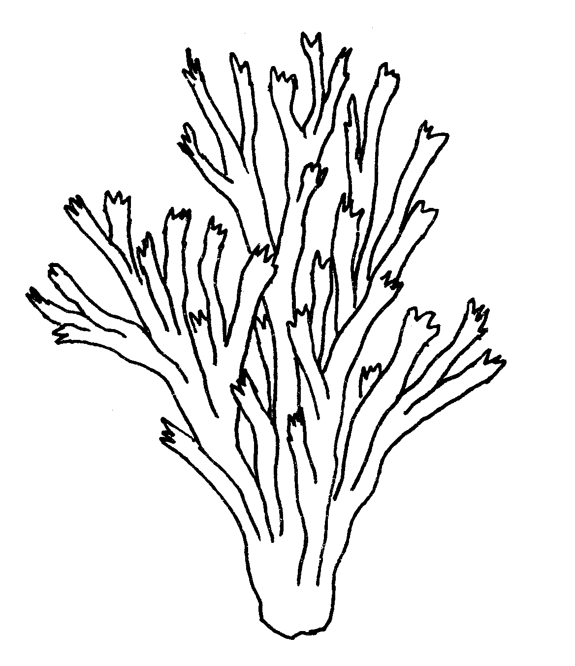 1168x1352 How To Draw Coral Coral Reef Coloring Pages For Kids