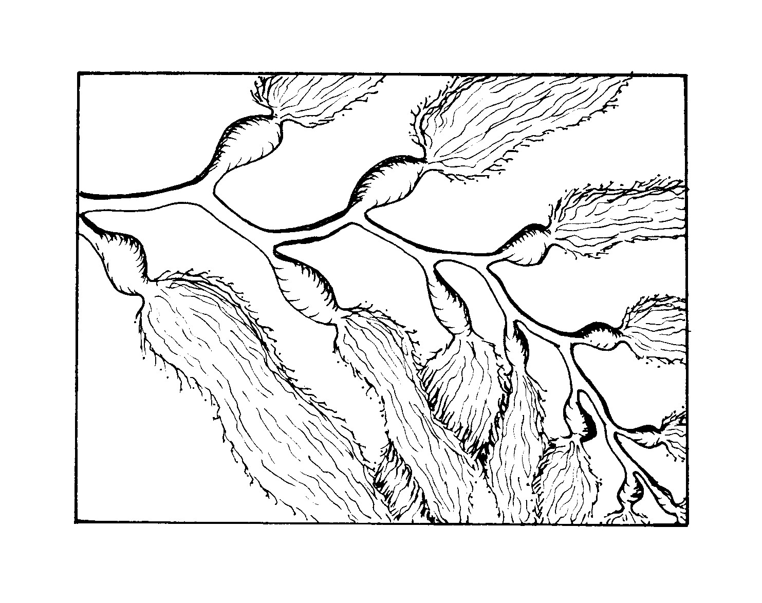 1483x1174 How To Draw Kelp Step By Step